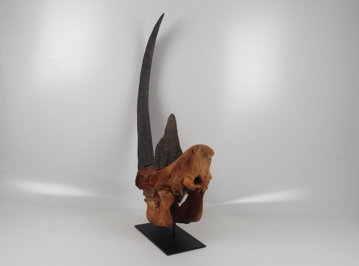 Natural woolly rhinoceros skull