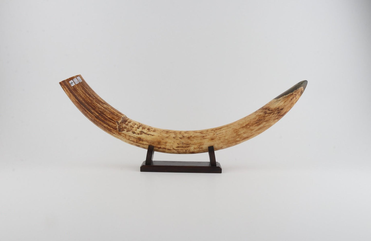 Natural mammoth tusk tip