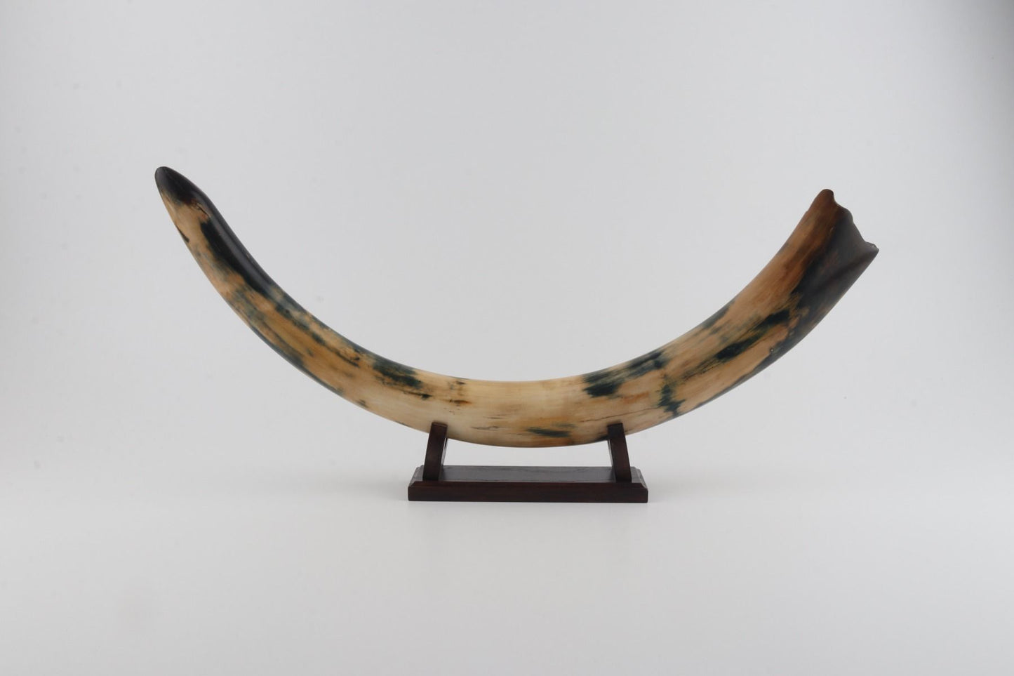 Restored woolly mammoth tusk