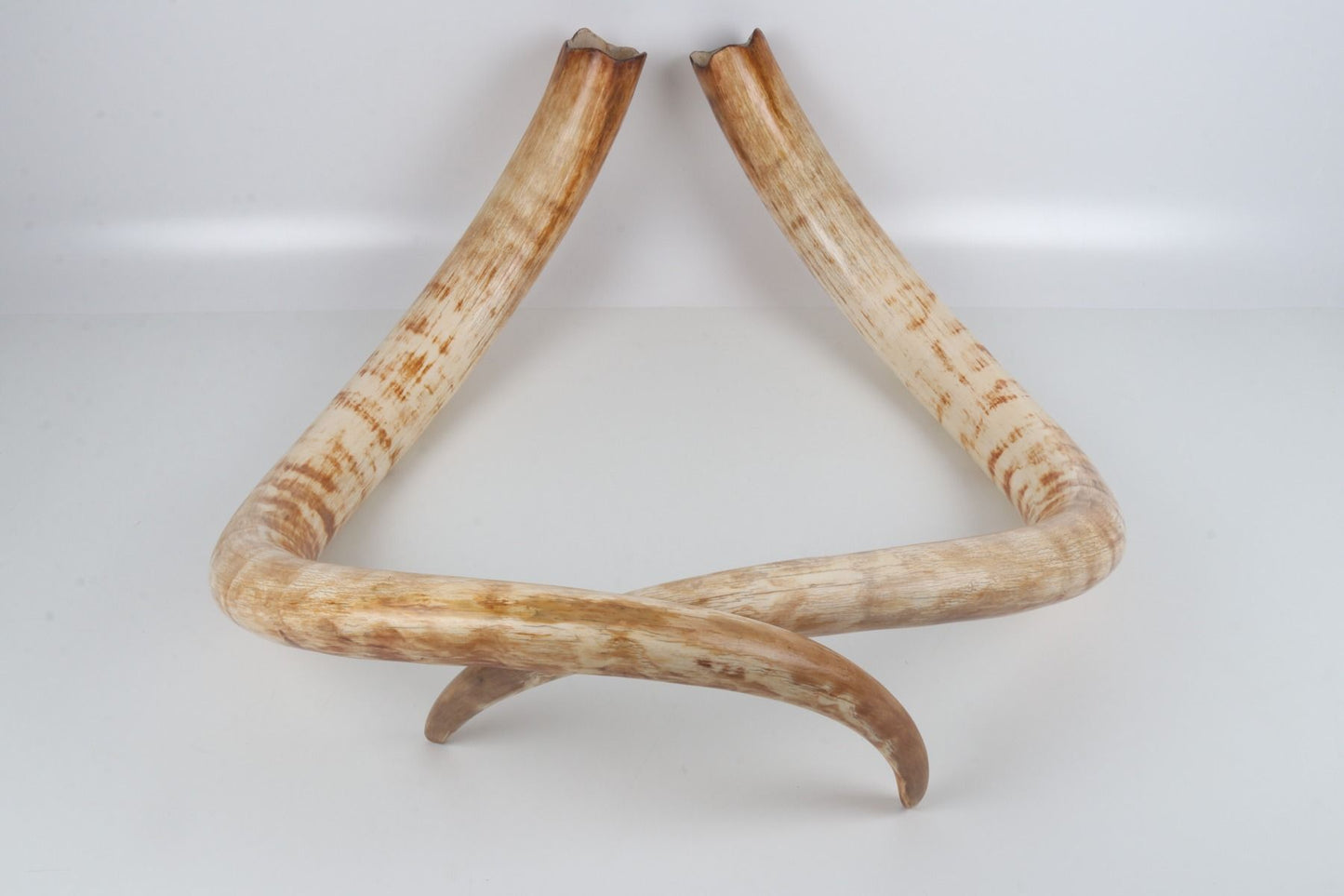 Natural woolly mammoth tusk pair