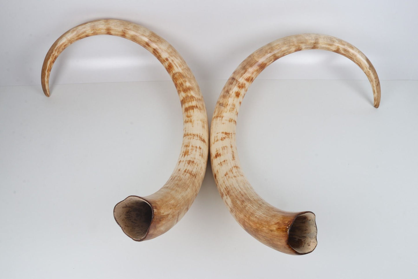 Natural woolly mammoth tusk pair