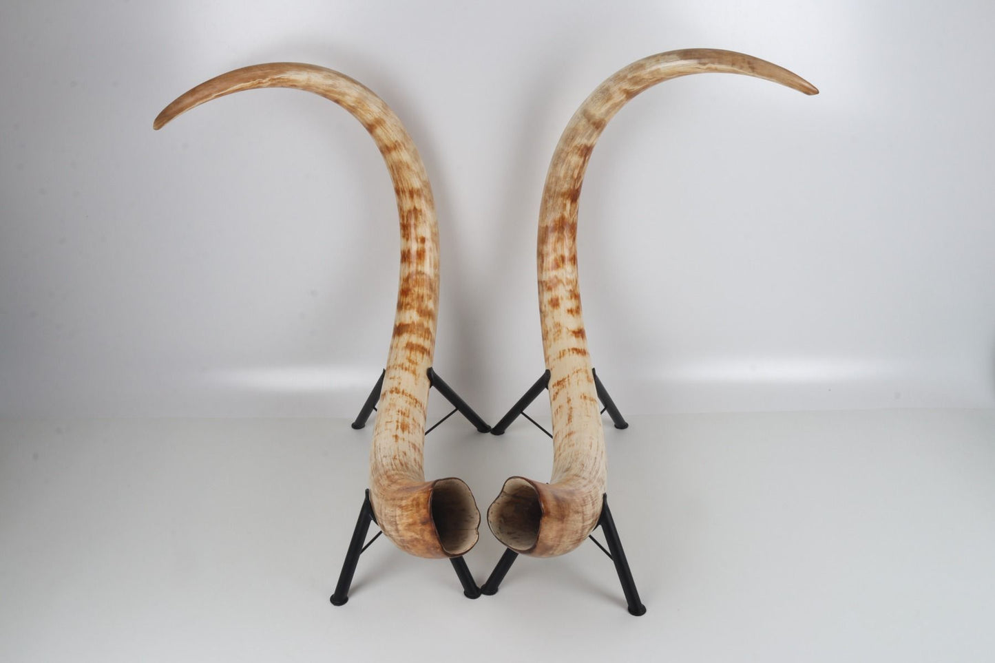 Natural woolly mammoth tusk pair