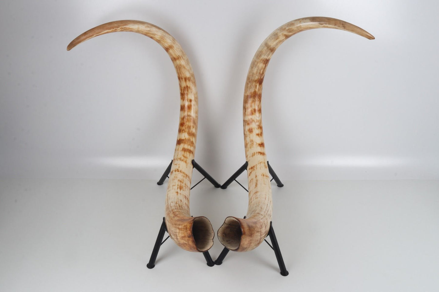 Natural woolly mammoth tusk pair