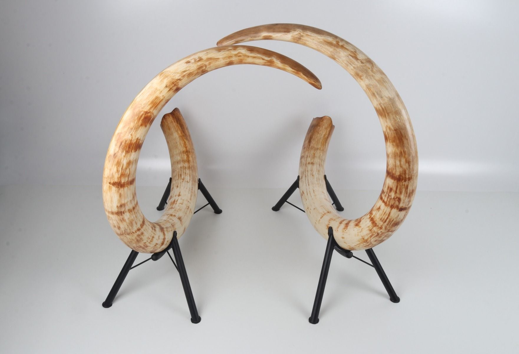 Natural woolly mammoth tusk pair