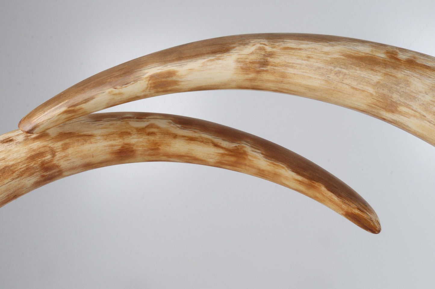 Natural woolly mammoth tusk pair