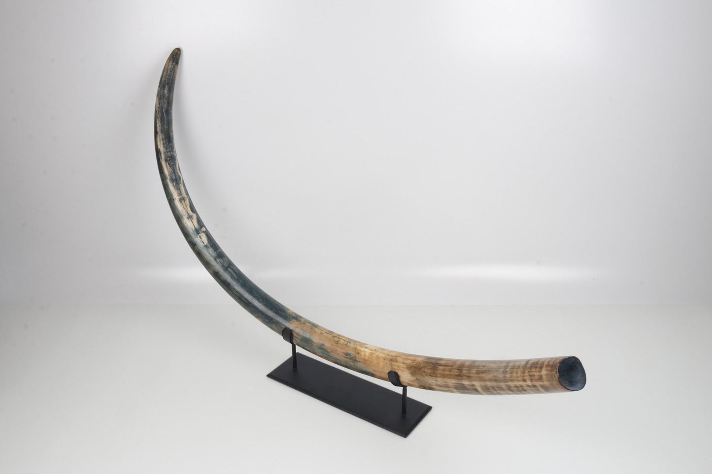 Natural mammoth tusk