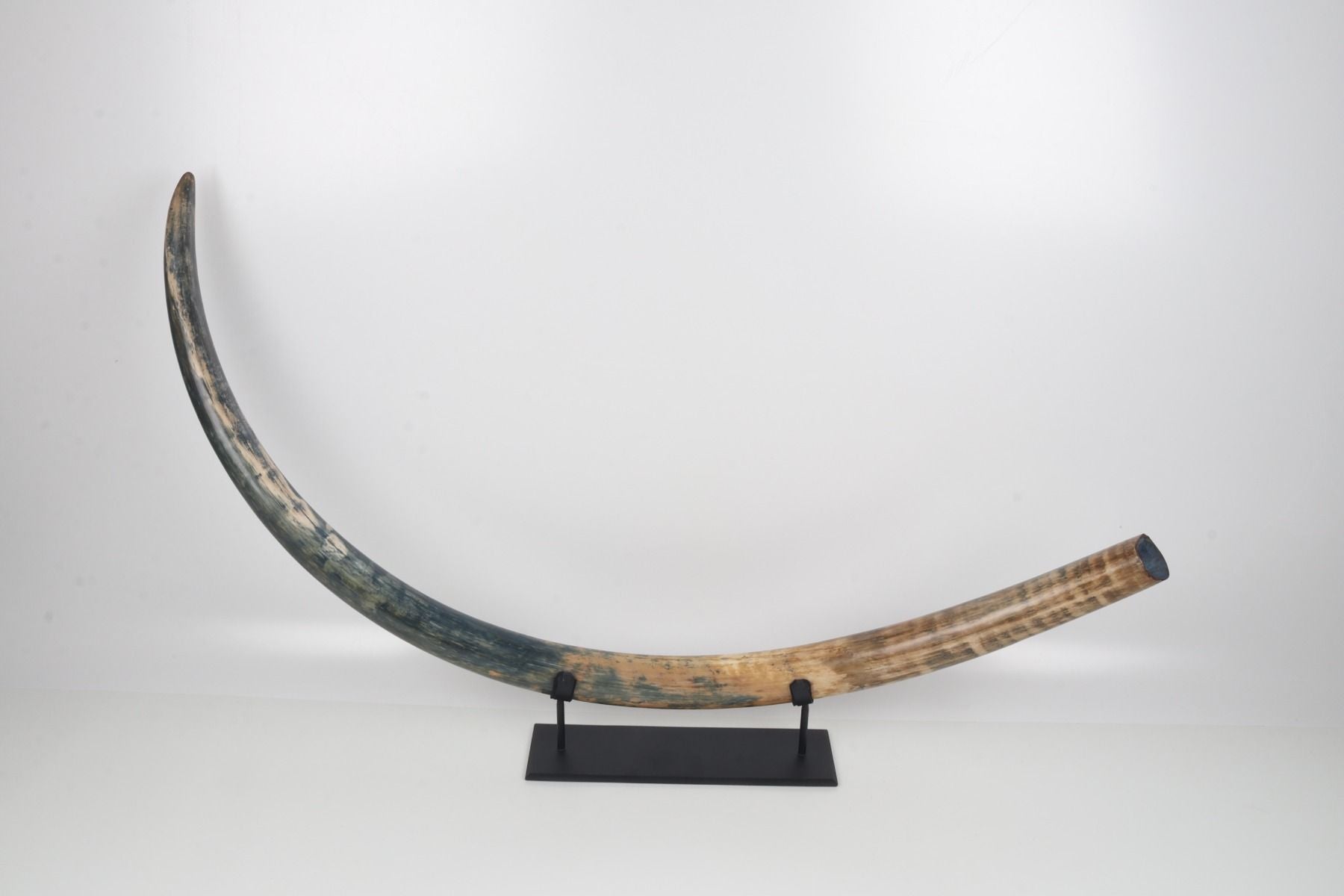 Natural mammoth tusk