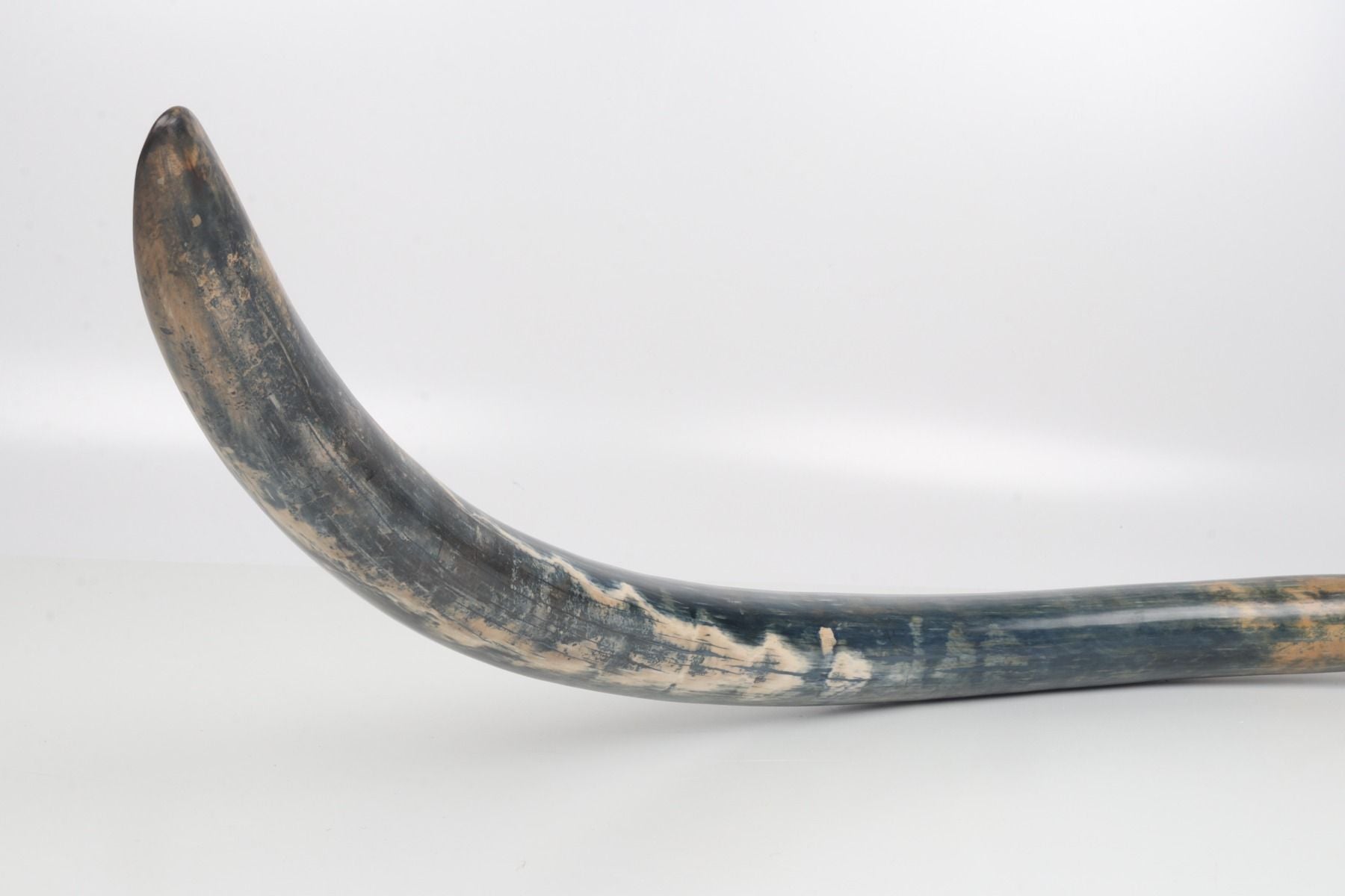 Natural mammoth tusk