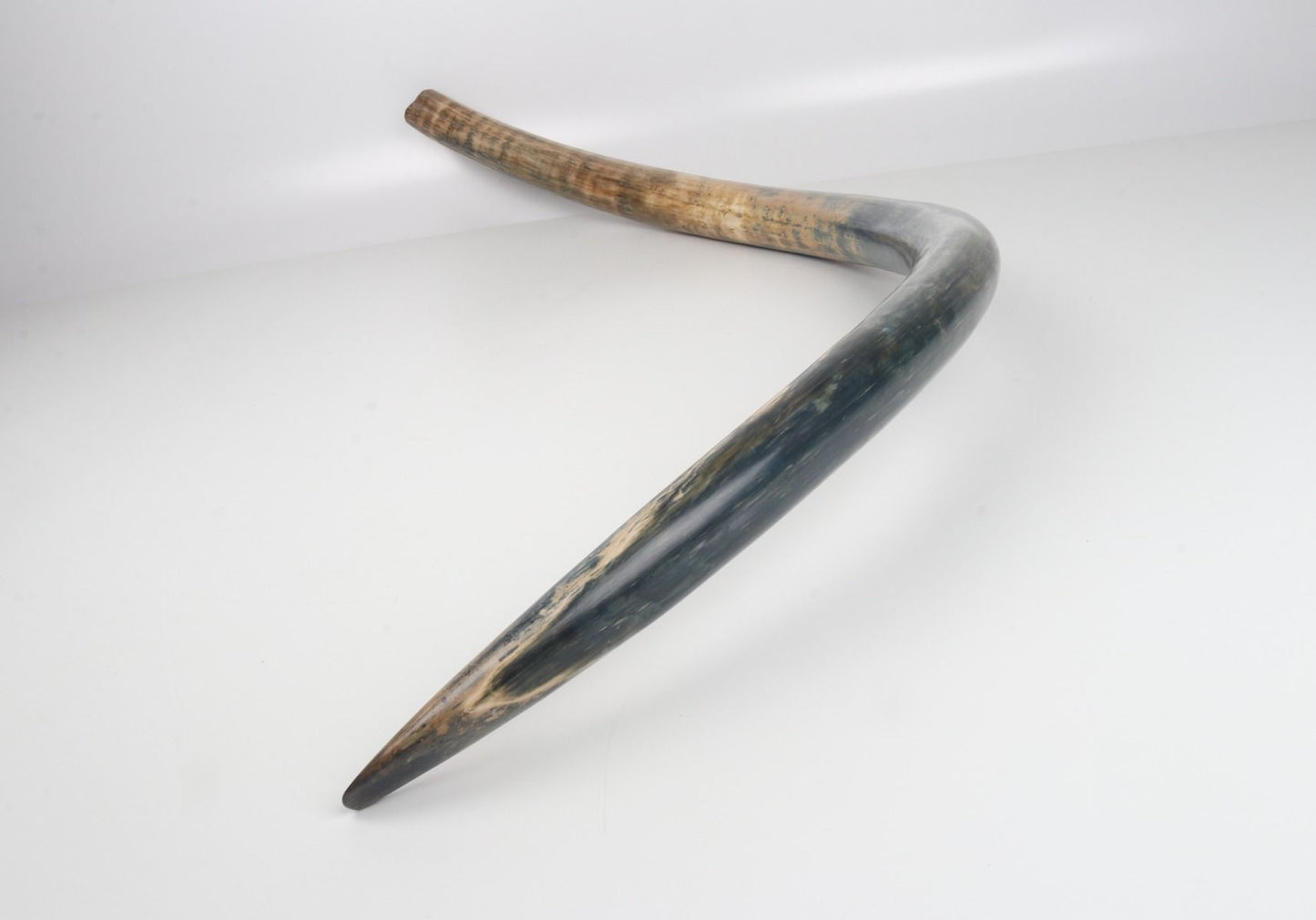 Natural mammoth tusk