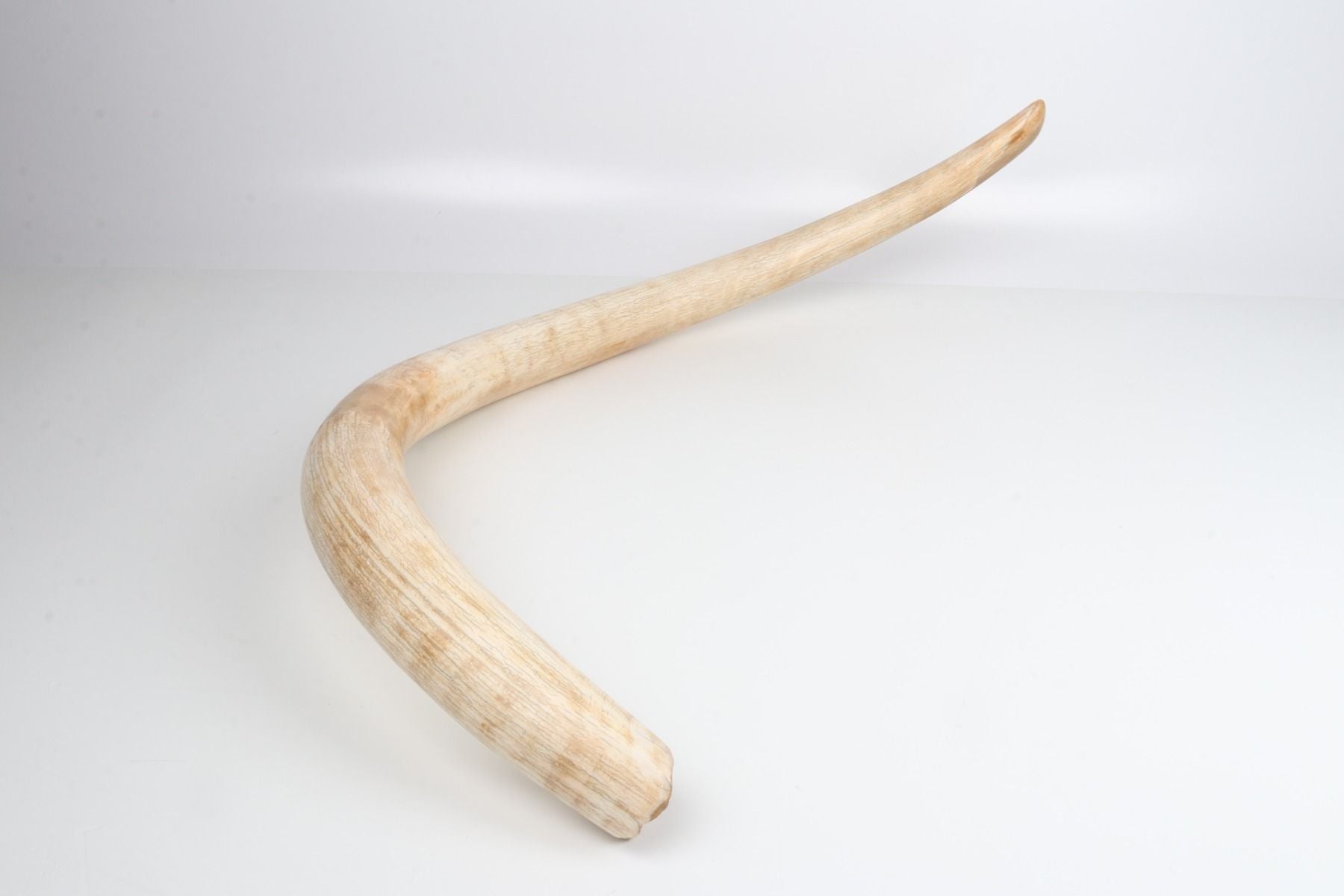 Natural woolly mammoth tusk