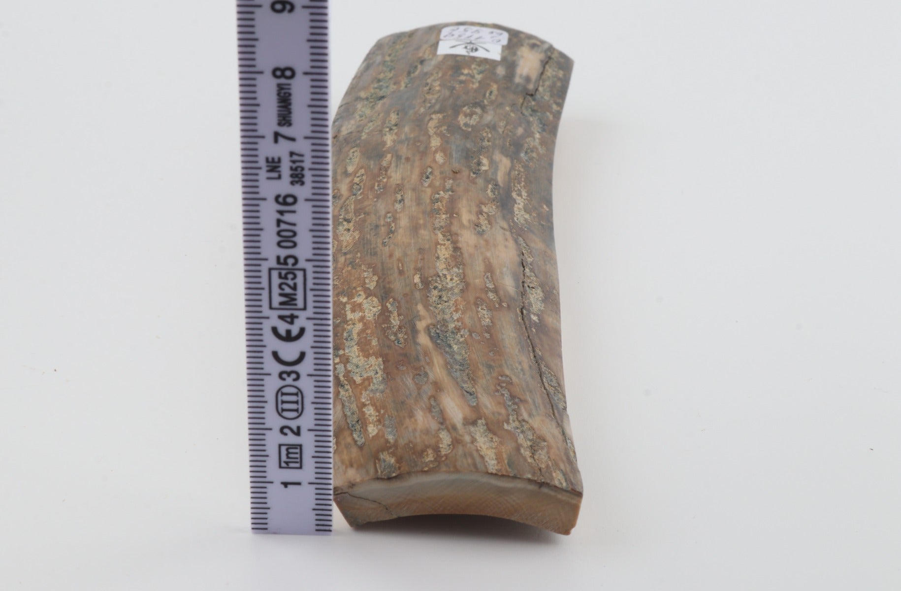 Beige mammoth bark