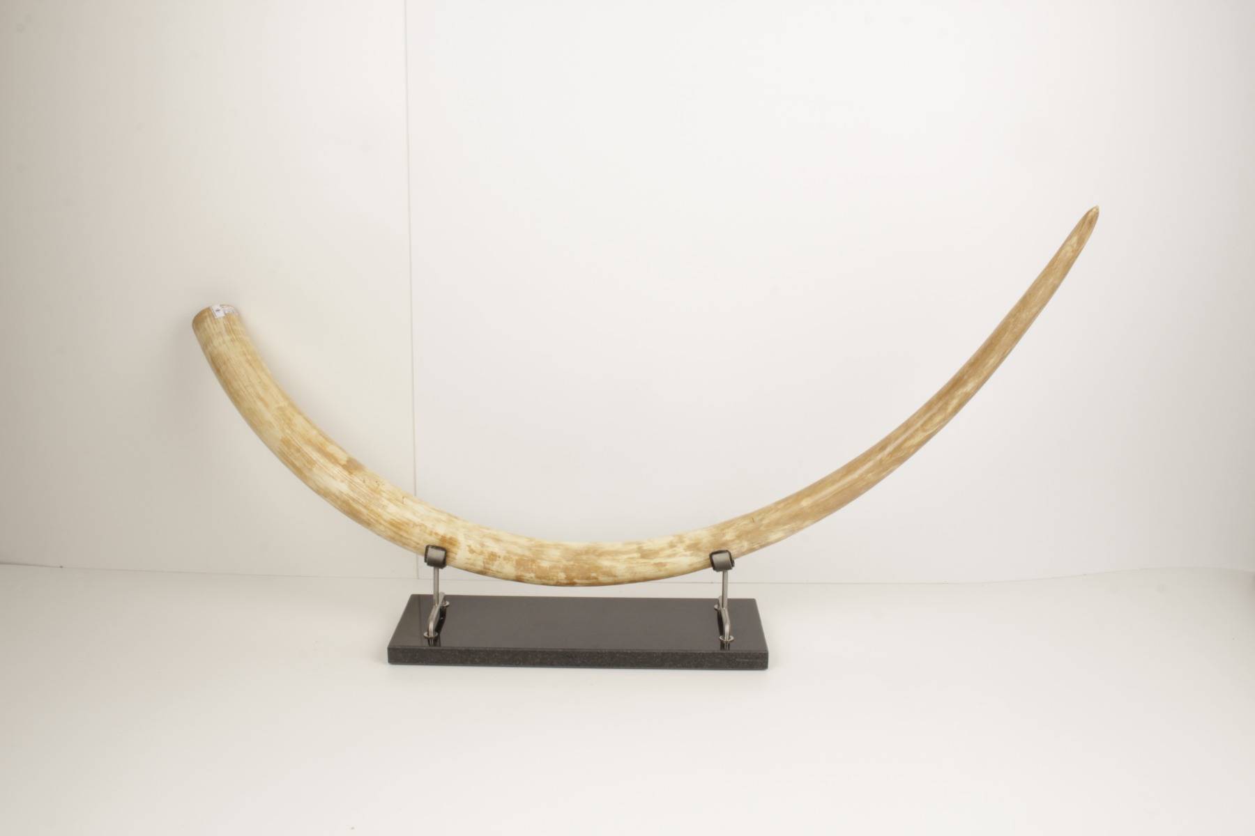 Natural woolly mammoth tusk