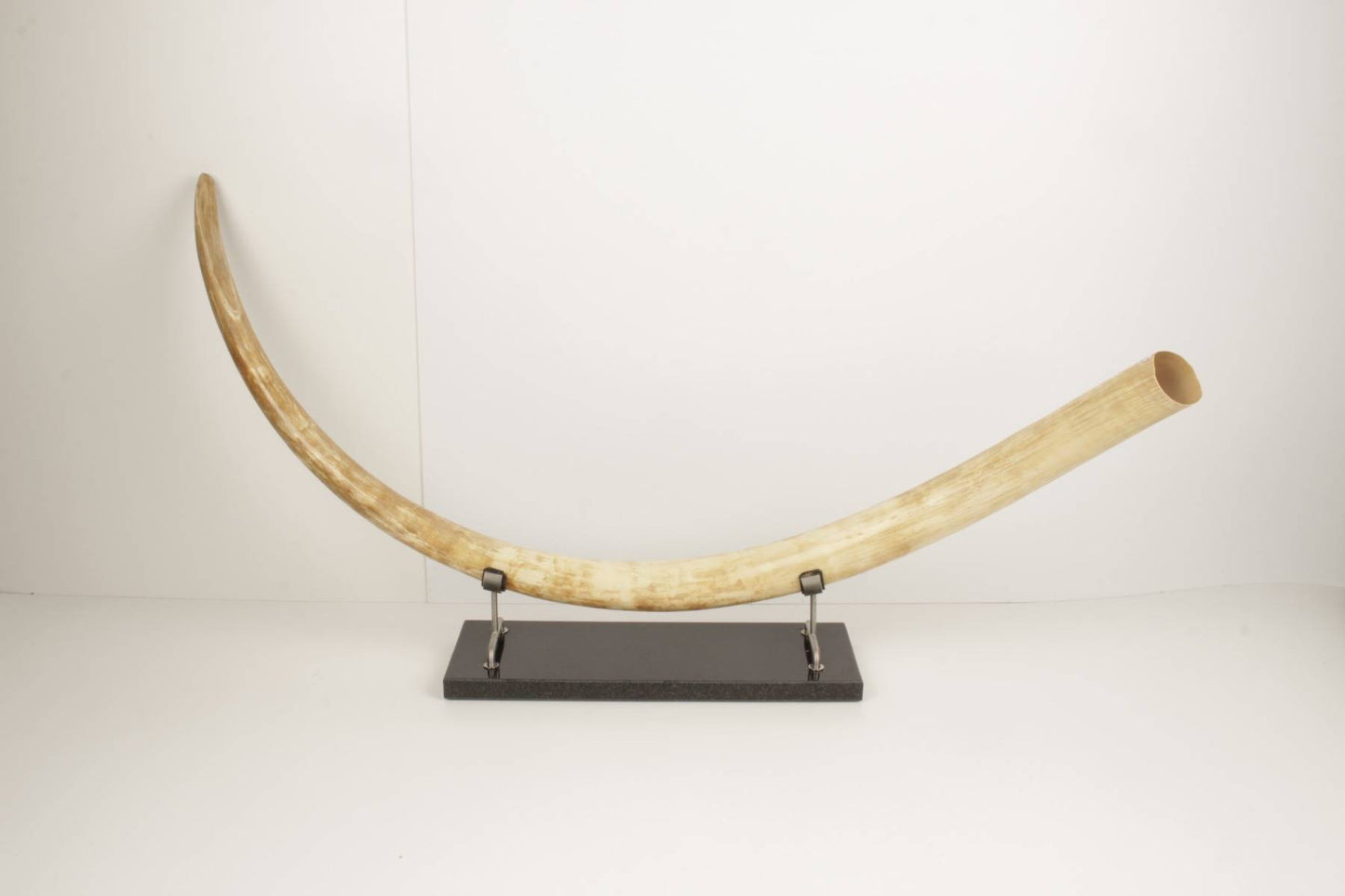 Natural woolly mammoth tusk