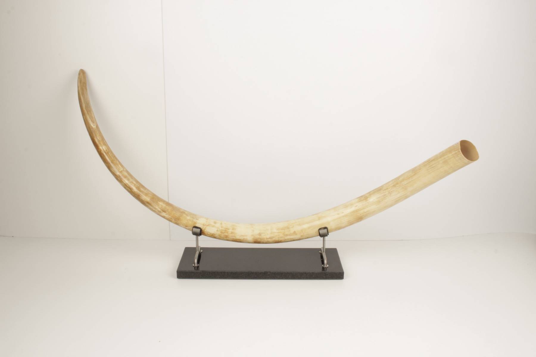 Natural woolly mammoth tusk