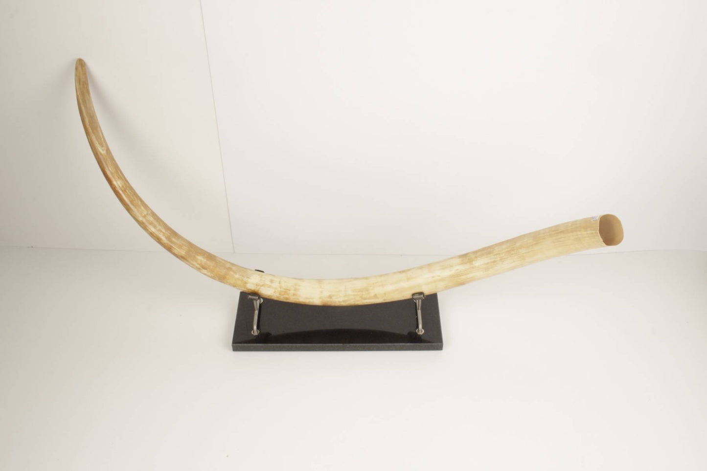 Natural woolly mammoth tusk