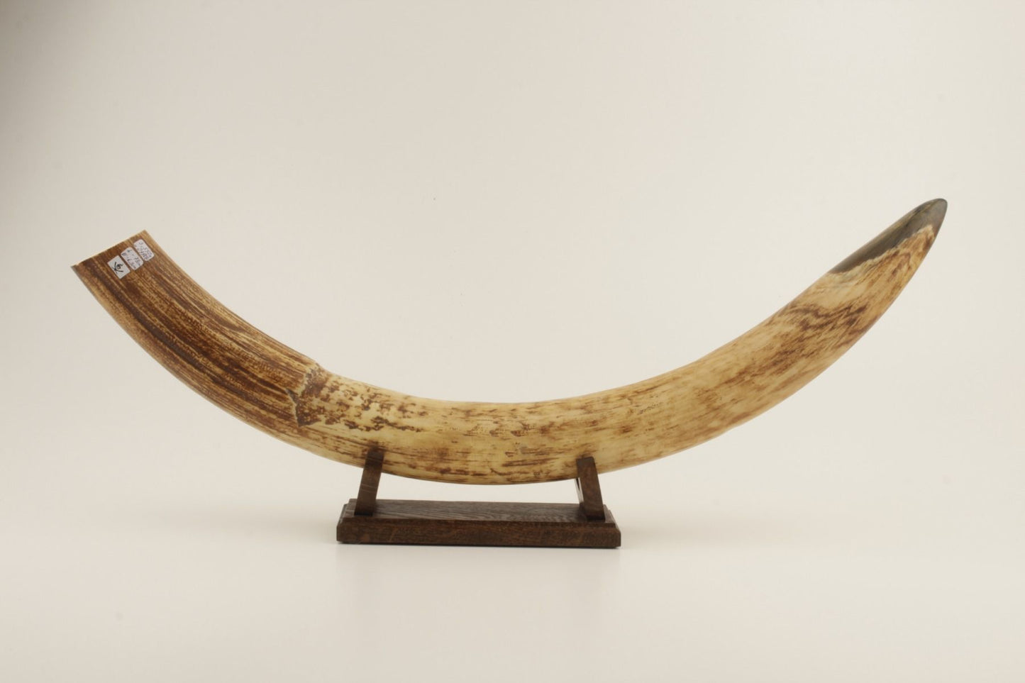 Natural mammoth tusk tip