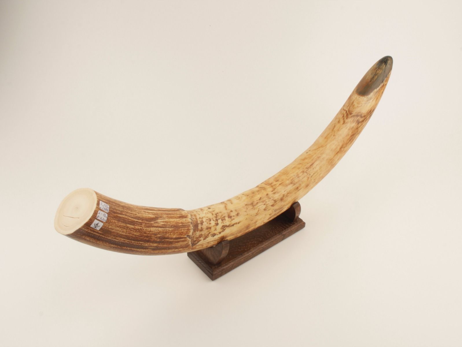 Natural mammoth tusk tip