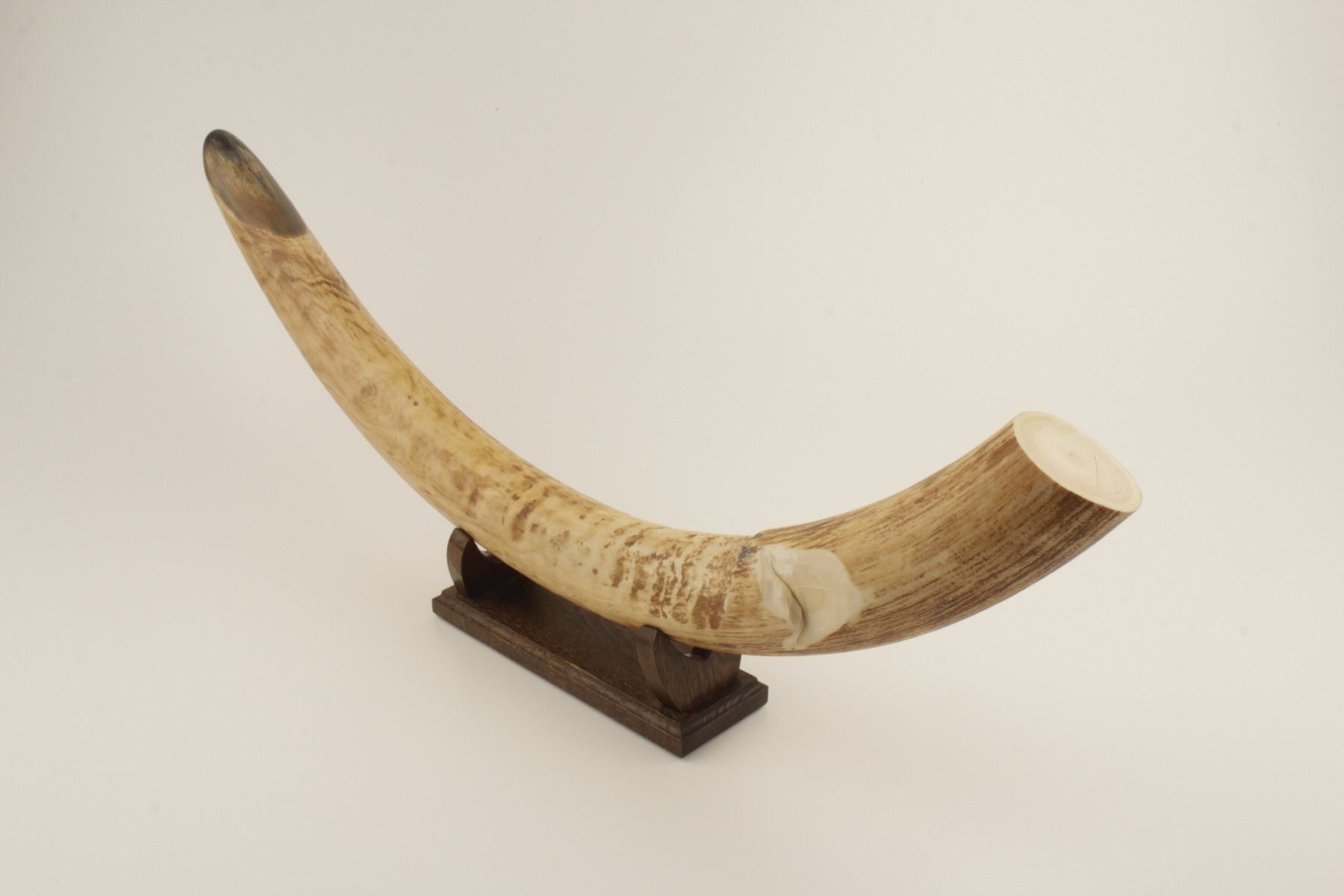 Natural mammoth tusk tip