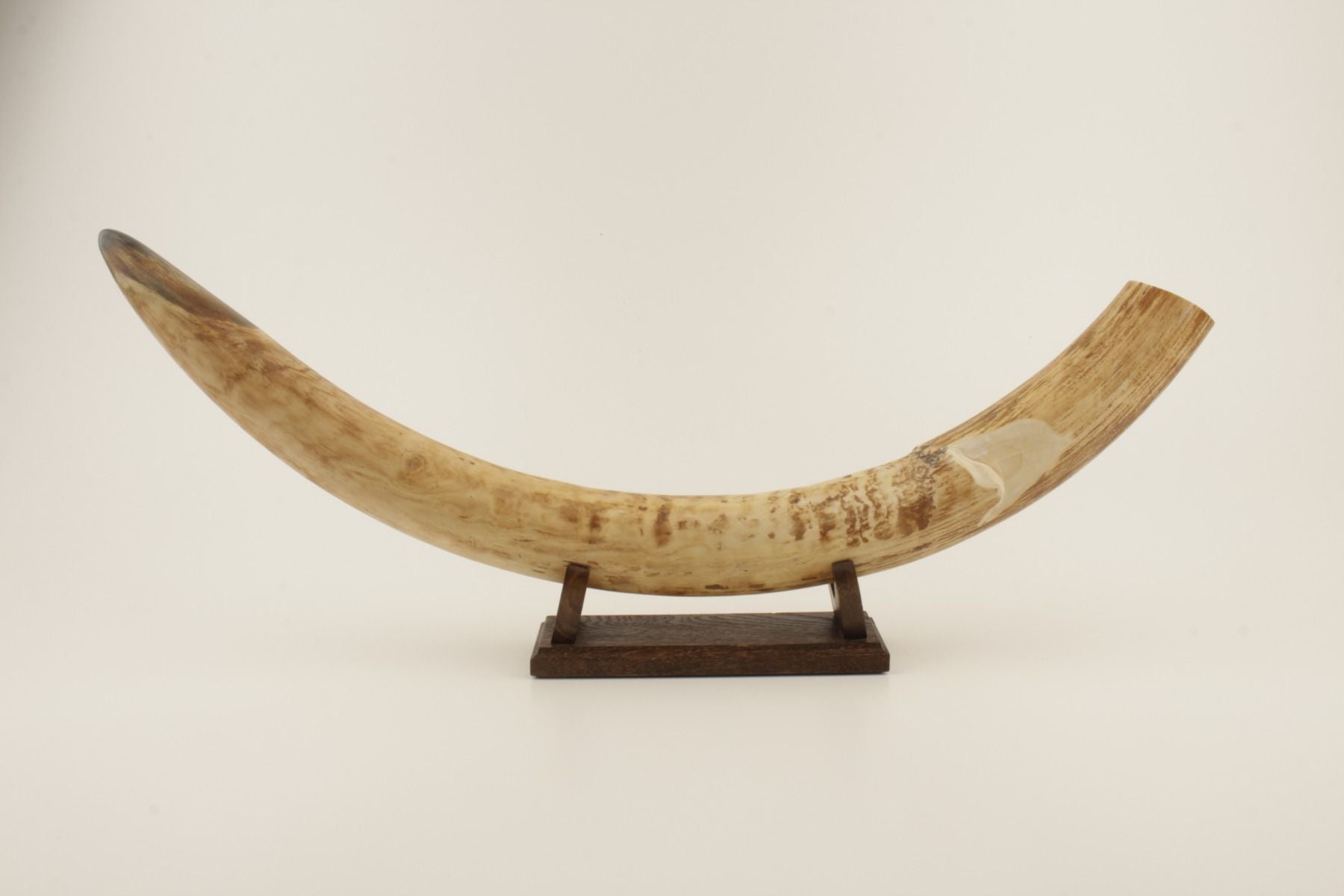 Natural mammoth tusk tip