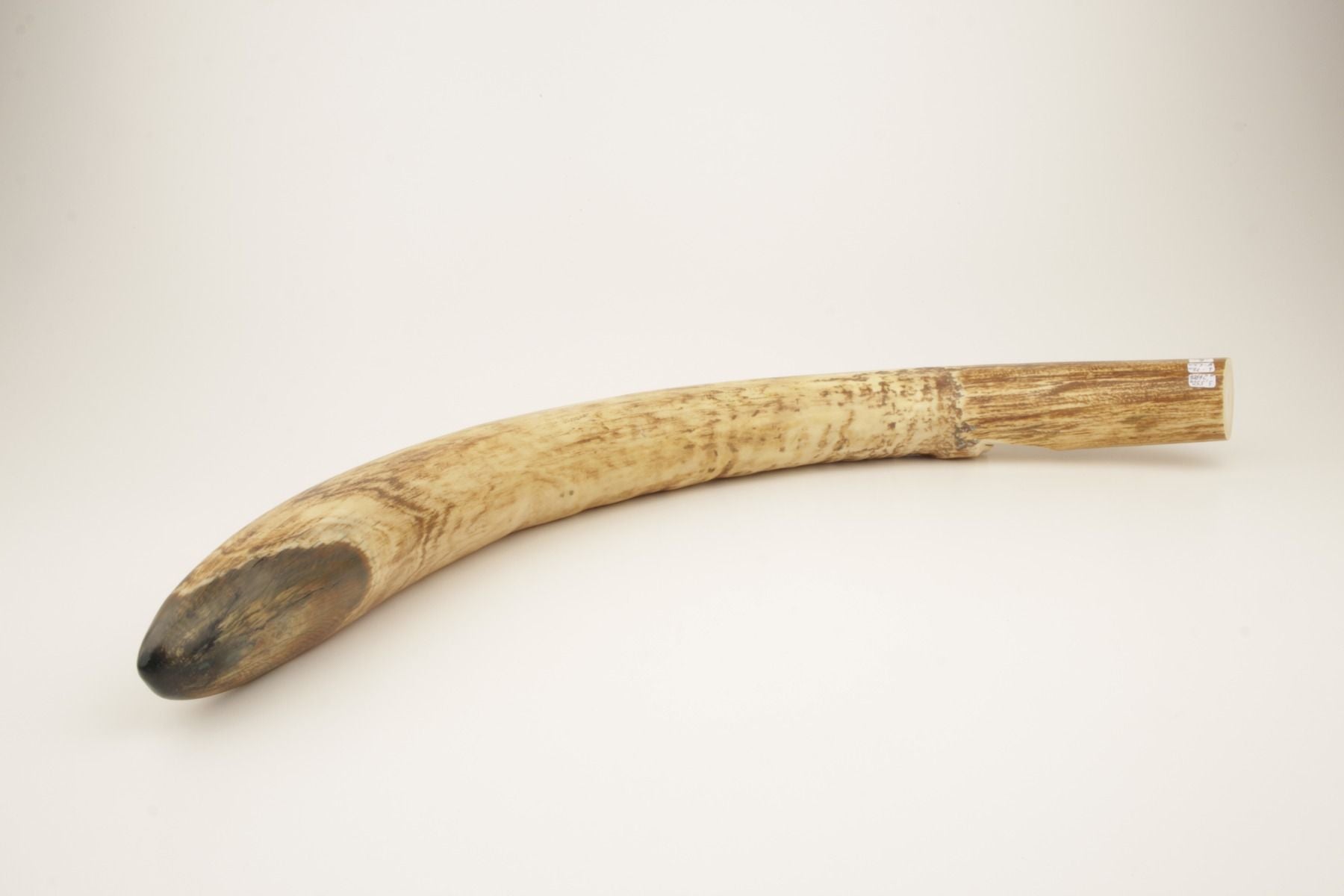 Natural mammoth tusk tip