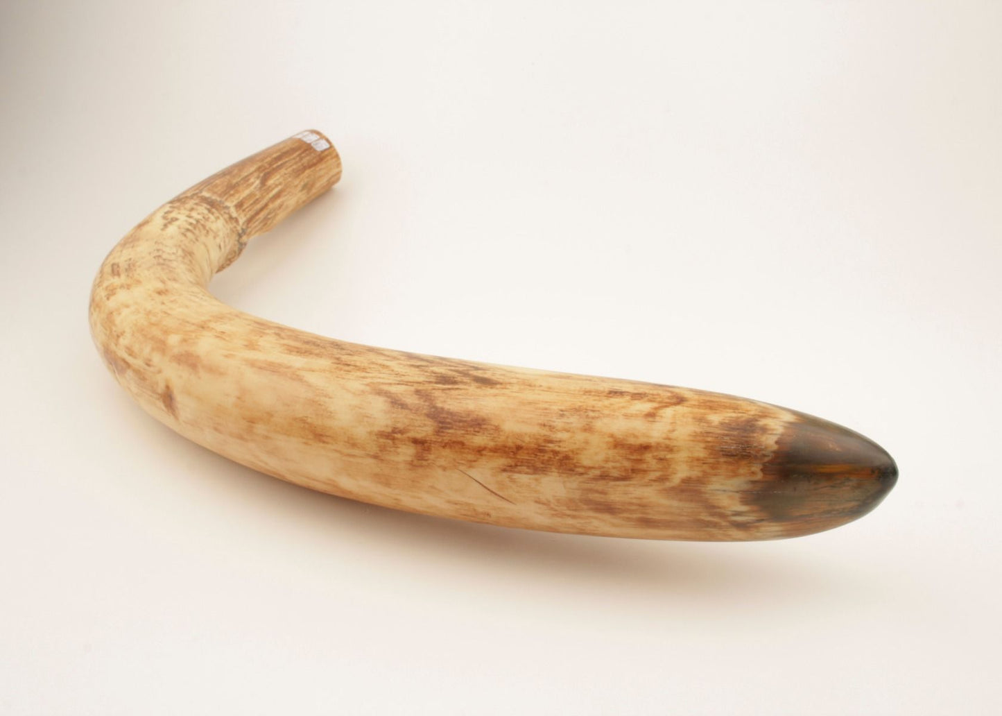 Natural mammoth tusk tip