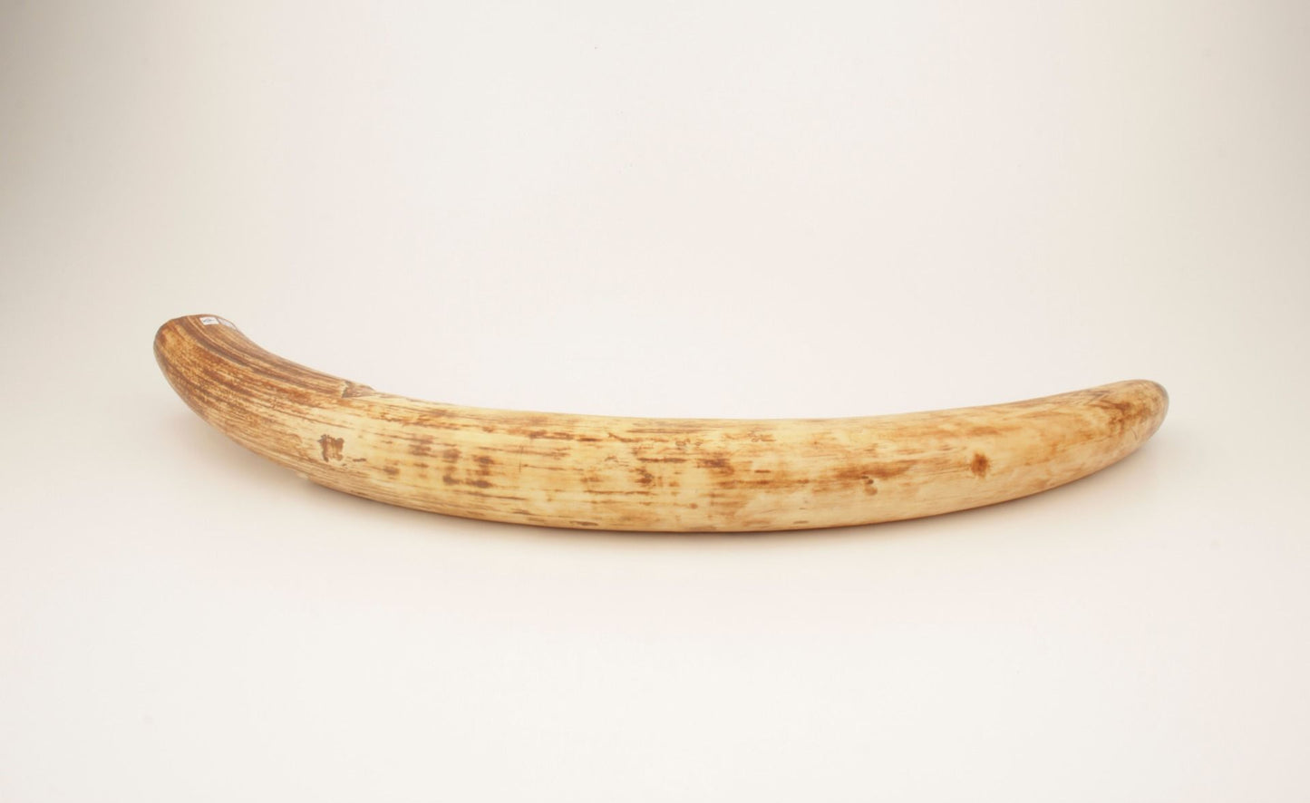 Natural mammoth tusk tip