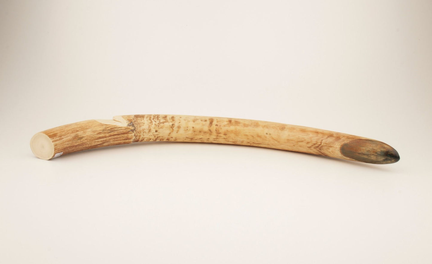 Natural mammoth tusk tip
