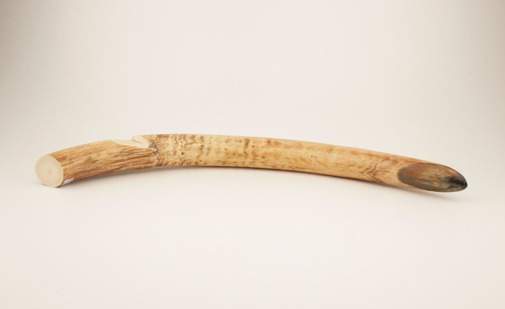 Natural mammoth tusk tip