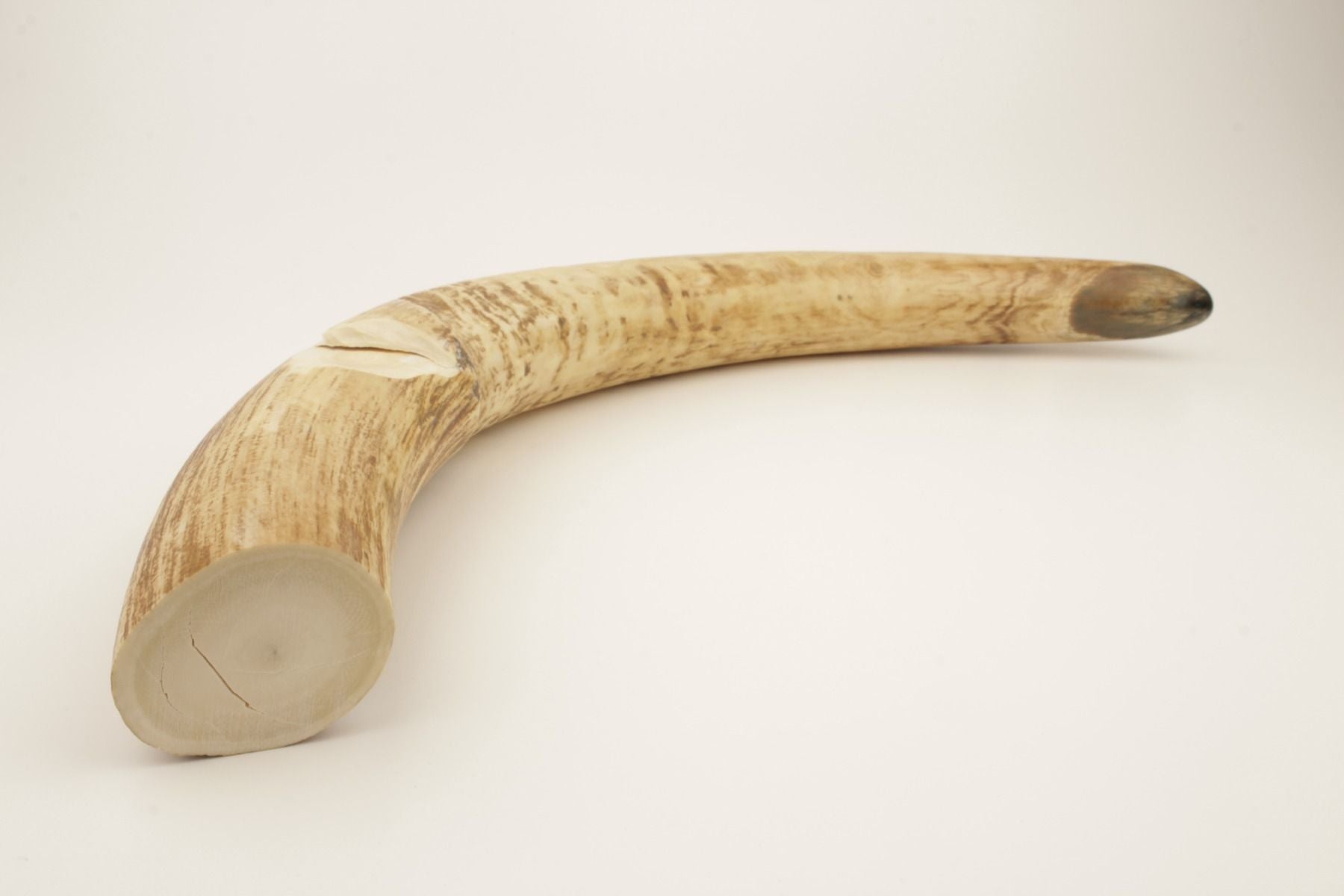 Natural mammoth tusk tip