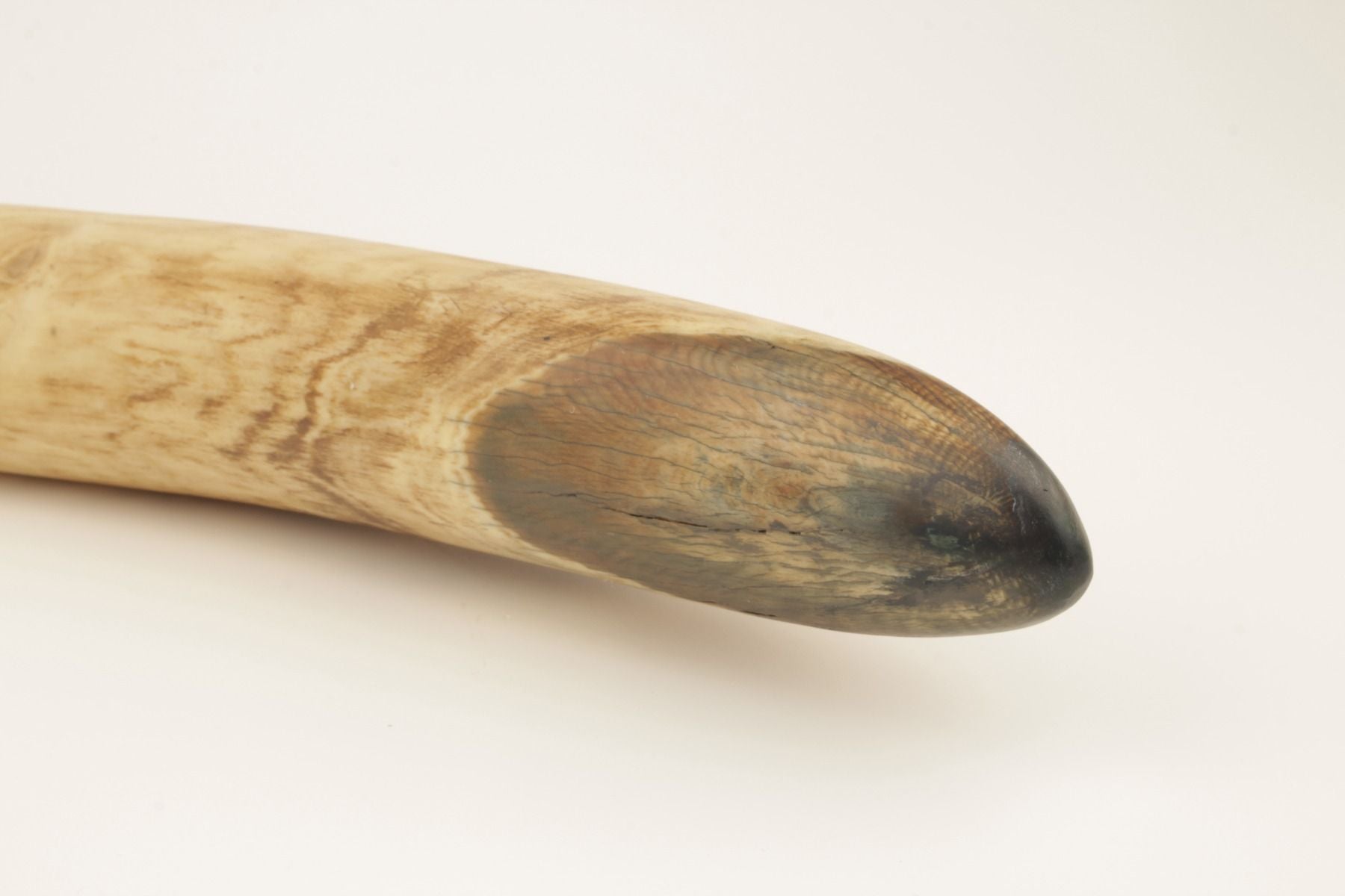 Natural mammoth tusk tip