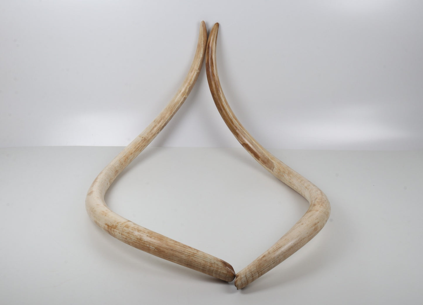 Natural woolly mammoth tusk pair