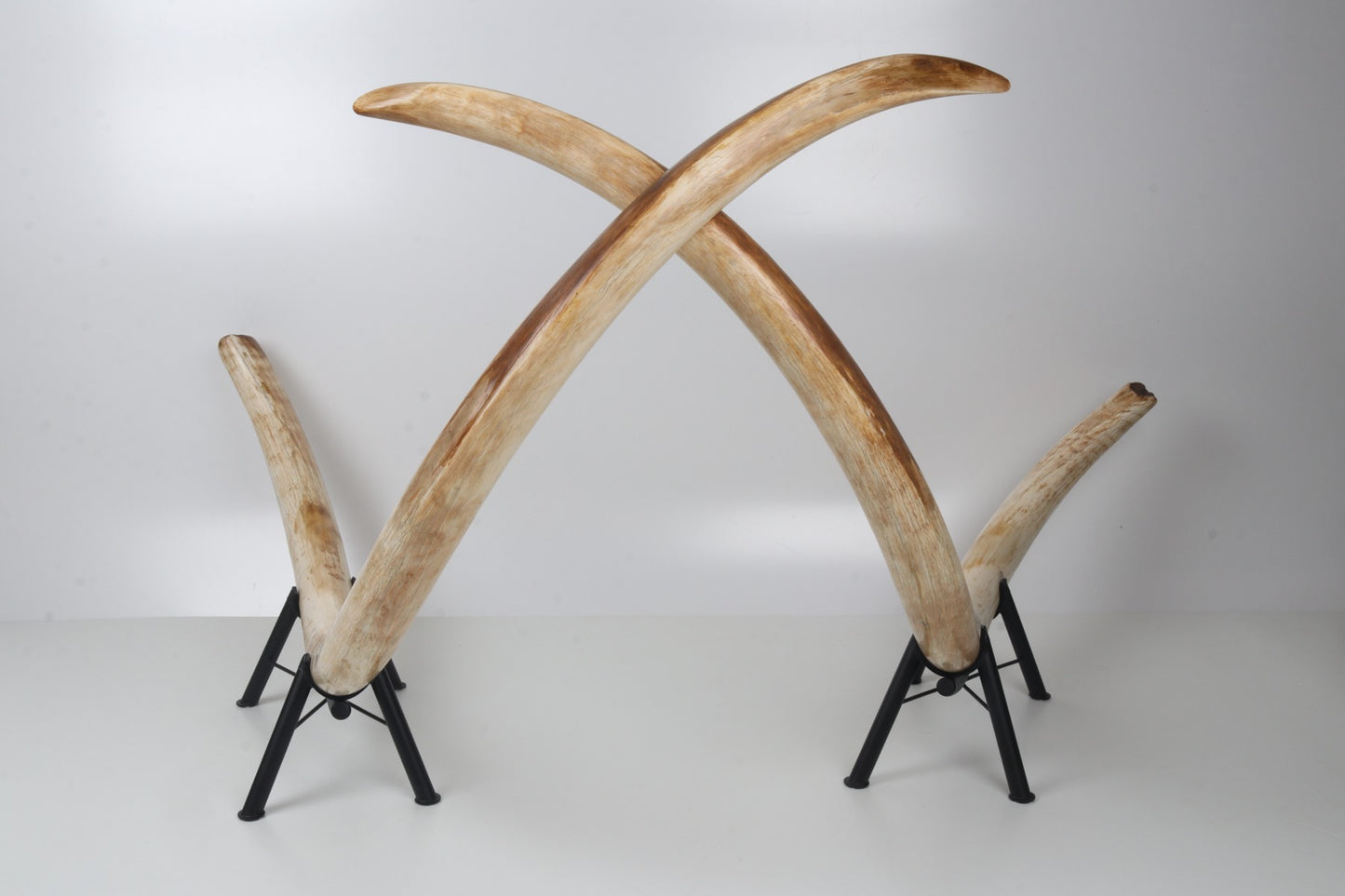Natural woolly mammoth tusk pair