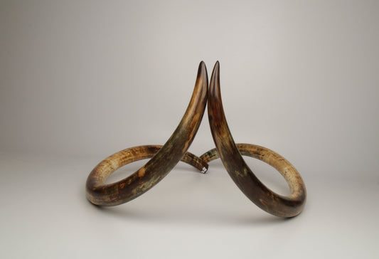 Fossil Mammoth Tusks as a Long-Term Store of Value: A Collector's Guide to Tangible Assets