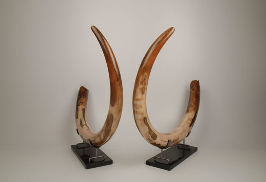 How We Ship Mammoth Tusks Internationally
