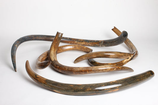 How Much Is a Mammoth Tusk Worth? A Buyer's Guide