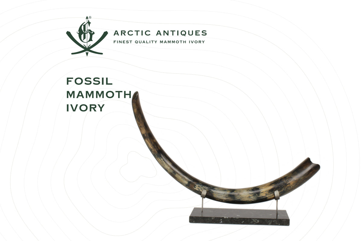 Fossil Mammoth Ivory