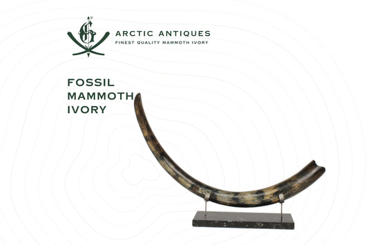 Fossil Mammoth Ivory