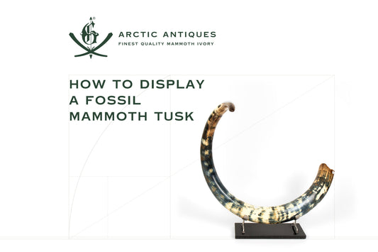 How to Display Fossil Mammoth Tusks: A Collector's Guide to Care, Mounting & Interior Design