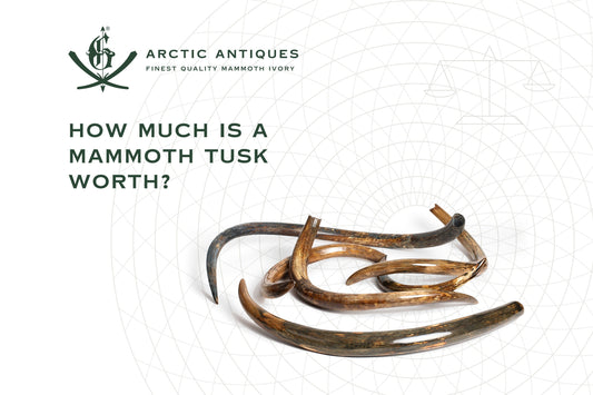 How Much Is a Mammoth Tusk Worth? A Buyer's Guide