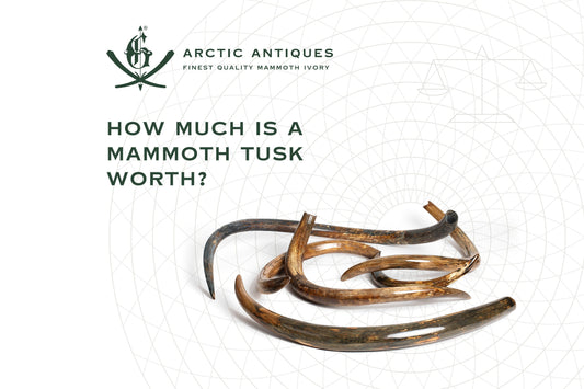 How Much Is a Mammoth Tusk Worth? A Buyer's Guide