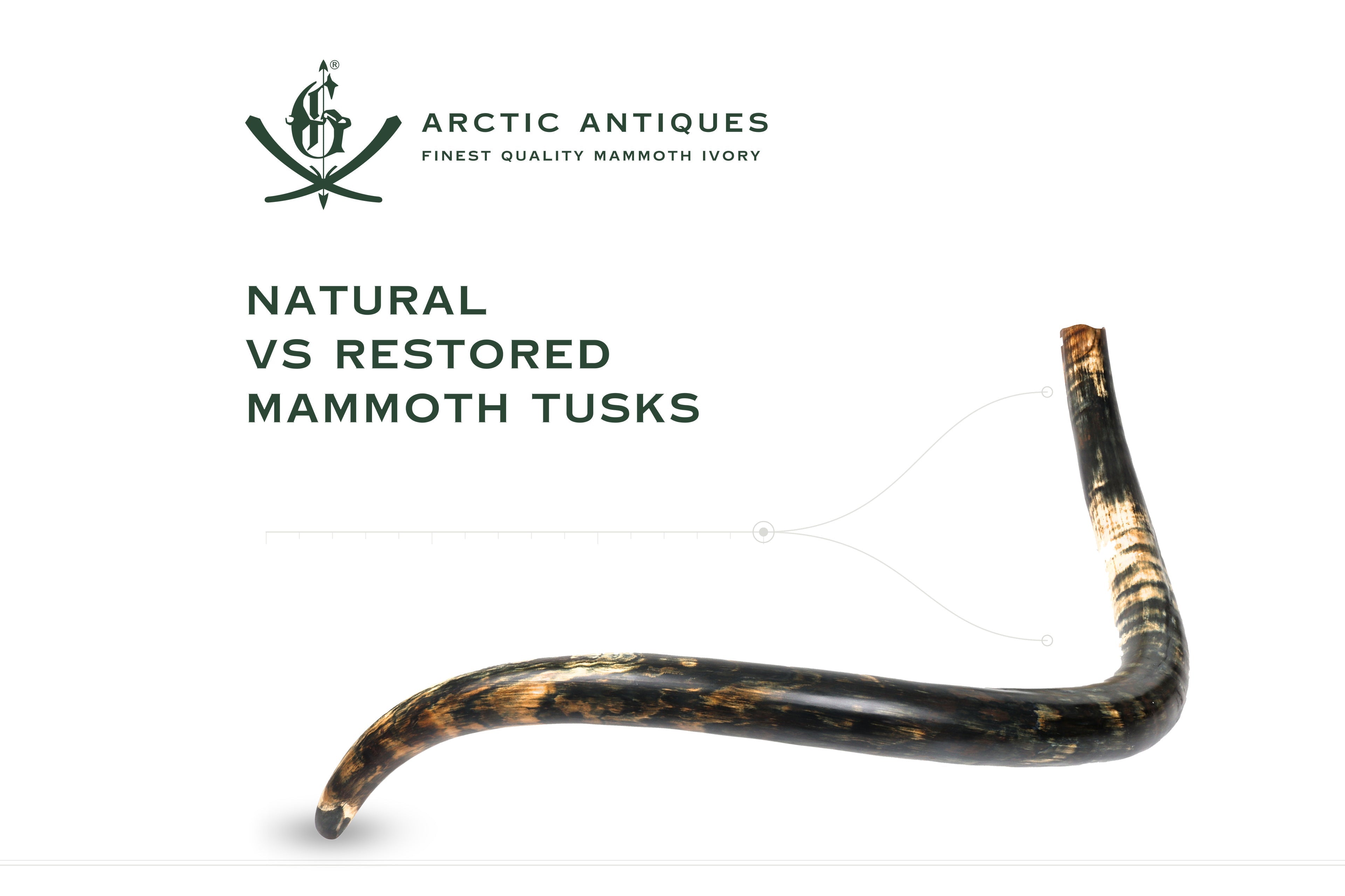 Natural vs Restored Mammoth Tusks