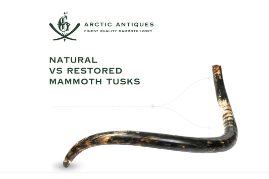 Natural vs Restored Mammoth Tusks