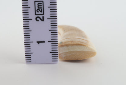 Carved mammoth ivory pendant