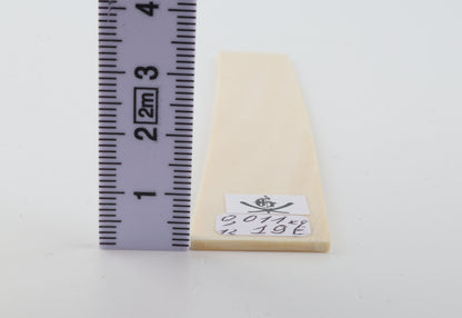 White mammoth ivory segment