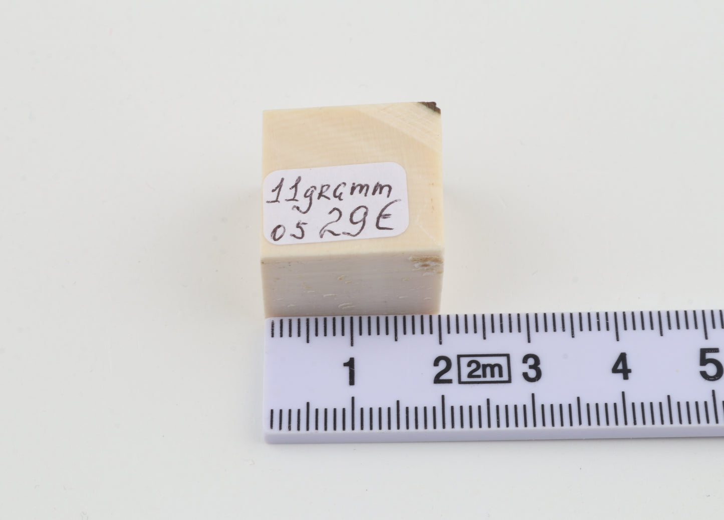 White mammoth ivory segment
