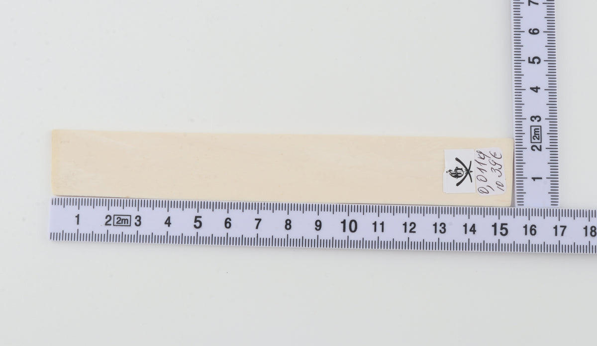 White mammoth ivory segment