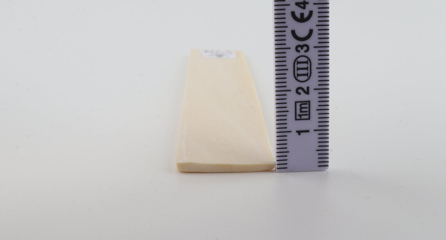 White mammoth ivory segment