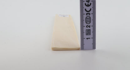 White mammoth ivory segment