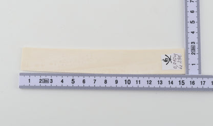 White mammoth ivory segment