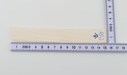 White mammoth ivory segment